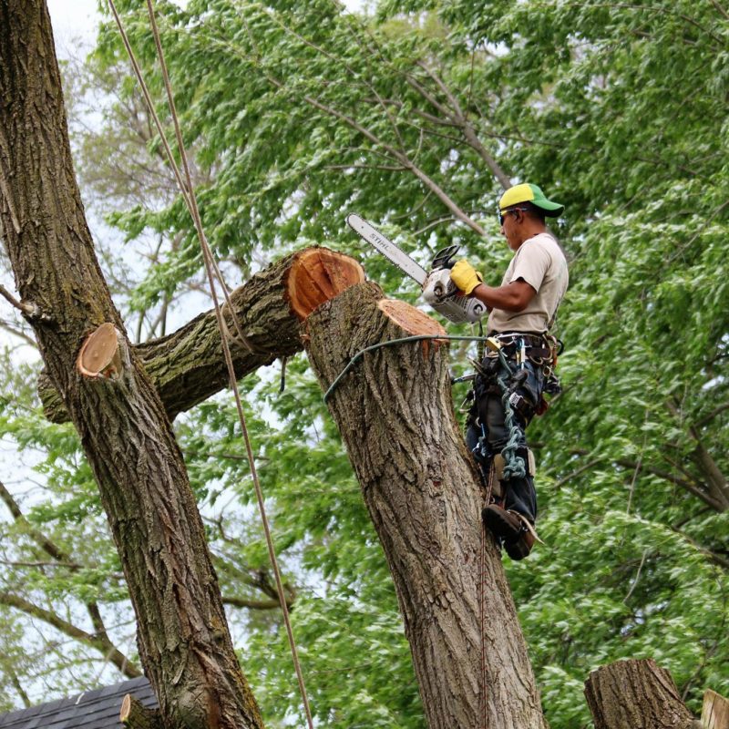 tree removal brisbane northside